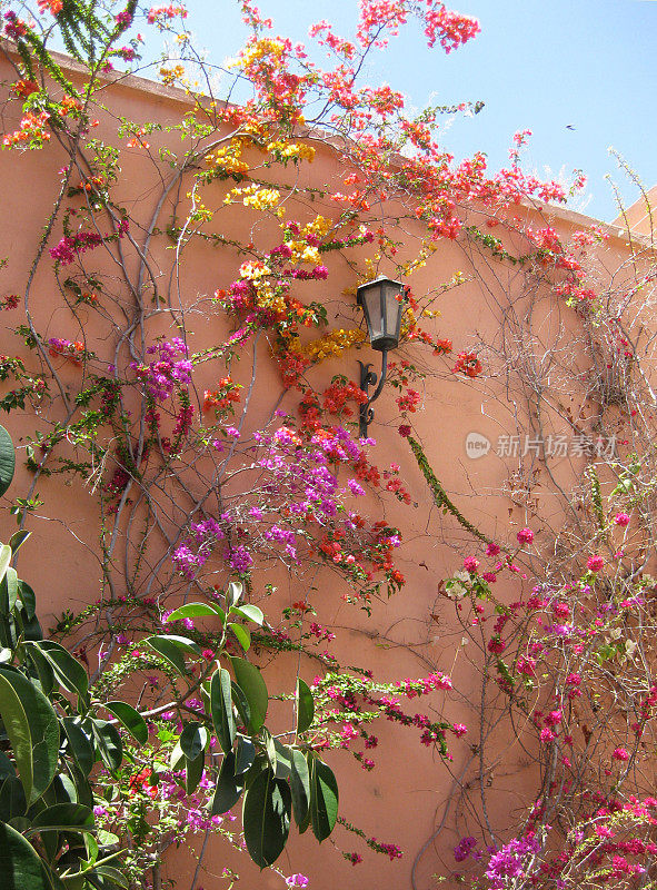 Musée de Marrakech -庭院和鲜花